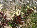 Alpen-Lapkraut (Galium anisophyllon)