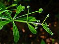 Kletten-Labkraut (Galium aparine)