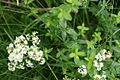 Nordisches Labkraut (Galium bereale)