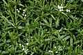 Hohes Labkraut (Galium elongatum)