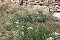 Blaugrünes Labkraut (Galium glaucum)