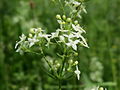 Wiesen-Labkraut (Galium mollugo)