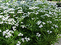 Waldmeister (Galium odoratum)