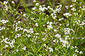 Sumpf-Labkraut (Galium palustre)