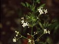 Triften-Labkraut (Galium pumilum)