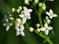 Harzer Labkraut (Galium saxatile)