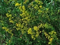 Echtes Labkraut (Galium verum)