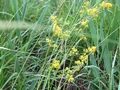 Frühes Echtes Labkraut (Galium wirtgenii)