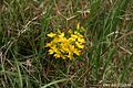 Englischer Ginster (Genista anglica)