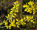 Behaarter Ginster (Genista pilosa)