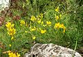 Gewöhnlicher Flügelginster (Genista sagittalis)