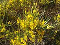 Salzmanns Ginster (Genista salzmannii)