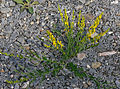 Färberginster (Genista tinctoria)