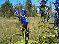 Schwalbenwurz Enzian (Gentiana asclepiadea)