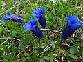 Clusius-Enzian (Gentiana clusii)