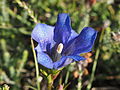 Lungen-Enzian (Gentiana pneumonanthe)