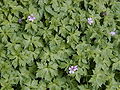 Basken-Storchschnabel (Geranium endressii)