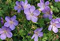 Himalaya-Storchschnabel (Geranium himalayense)