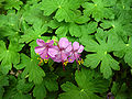 Balkan-Storchschnabel (Geranium macrorrhizum)