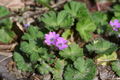 Weicher Storchschnabel (Geranium molle)