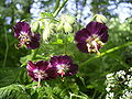 Brauner Storchschnabel (Geranium phaeum)