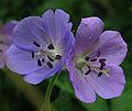 Wiesen-Storchschnabel (Geranium pratense)