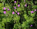 Pyrenäen-Storchschnabel (Geranium pyrenaicum)