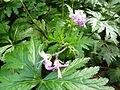 Kanaren-Storchschnabel (Geranium reuteri)