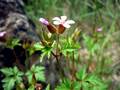 Ruprechtskraut (Geranium robertianum)