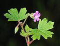 Rundblättriger Storchschnabel (Geranium rotundifolium)