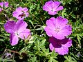 Blutroter Storchschnabel (Geranium sanguineum)