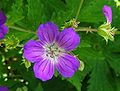 Wald-Storchschnabel (Geranium sylvaticum)