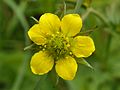 Echte Nelkenwurz (Geum urbanum)