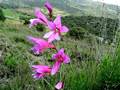 Italienische Gladiole (Gladiolus italicus)