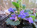 Gundermann (Glechoma hederacea)