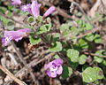 Langhaar-Gundelrebe (Glechoma hirsuta)