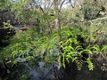 Wasser-Gleditschie (Gleditsia aquatica)