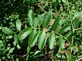 Kaspische Gleditschie (Gleditsia caspica)