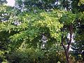 Japanische Gleditschie (Gleditsia japonica)