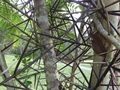 Gleditsia microphylla