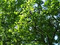 Chinesische Gleditschie (Gleditsia sinensis)