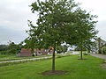 Amerikanische Gleditschie (Gleditsia triacanthos)