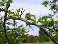 Texas honey locust (Gleditsia ×texana)