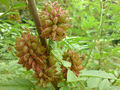 Echtes Süßholz (Glycyrrhiza glabra)