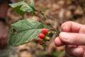 Eru (Gnetum africanum)