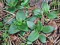 Moosorchis (Goodyera repens)