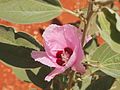 Australische Baumwolle (Gossypium australe)
