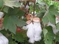 Baumwolle (Gossypium herbaceum)