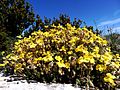 Alpen-Sonnenröschen (Helianthemum alpestre)