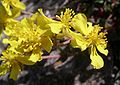 Graues Sonnenröschen (Helianthemum canum)